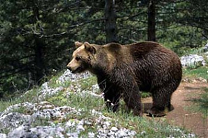 abruzzo, orso, parco, rossi, marsica