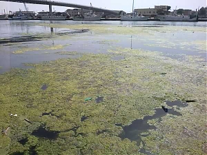 dragaggio, pescara, testa, alghe, molo nord