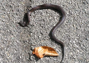 pescara, vipera