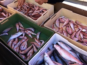 pesce, martinsicuro