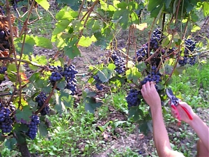 caldo, coldiretti, vendemmia, bacco