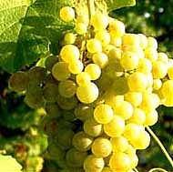 abruzzo, vino, emilia, bianco, assoenologi