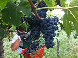 abruzzo, caldo, coldiretti, vendemmia