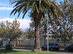pescara, rosso, palma, punteruolo