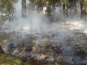 incendio, l'aquila, pineta, giunta, roio, bonifica