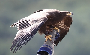 teramo, bird control