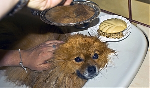 l'aquila, dog, beauty, center