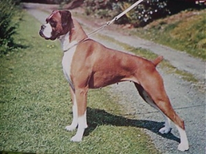 pescara, cani, spoltore, de ninis, maltrattati, boxer
