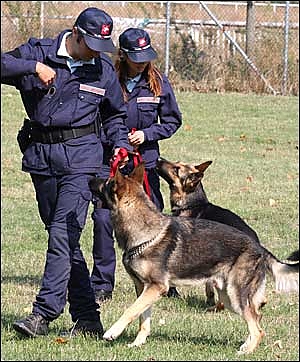 pescara, polizia, cani, questura