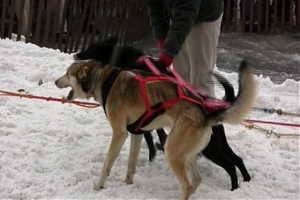 abruzzo, l'aquila, campo felice, sleddog