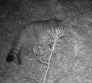 l'aquila, wwf, oasi, anversa degli abruzzi, dante caserta, gatto selvatico