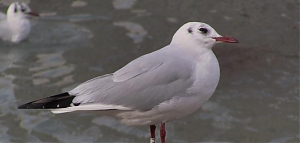 pescara, volo, wwf, gabbiano