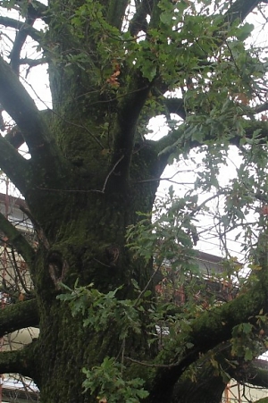 spoltore, querce