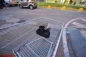 furto, denuncia, borsa