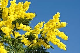 mimosa, festa donna, 8 marzo