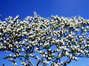 forestale, l'aquila, aquilano, limonio, Goniolimon italicum