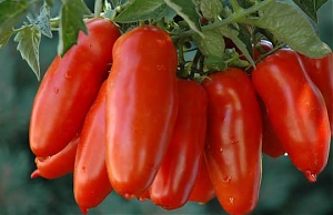 de cecco, spot, pubblicità, pasta, san marzano