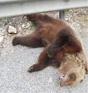 l'aquila, autostrada, tornimparte, a24, orso bruno