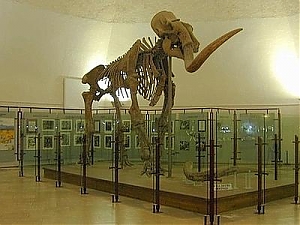 l'aquila, forte spagnolo, Mammuthus meridionalis