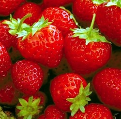 francavilla, fragole, fragola