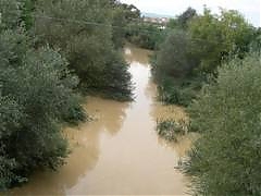 vasto, pianta, fiume trigno, estinta, Camphorosma monspeliaca, canforata di montpellier