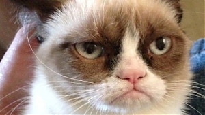 grumpy cat