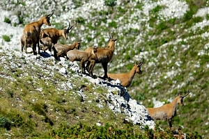 gran sasso, parco nazionale, camoscio, monti della laga, monti sibillini