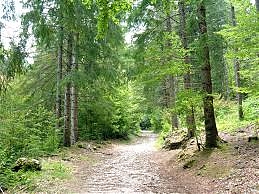 abruzzo, forestazione, di pardo, federazione regionale