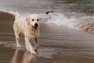 spiaggia, legge, proposta, animali, bipartisan