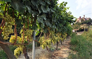 abruzzo, febbo, fondi, vigneti, vigna