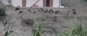 wwf, cinghiali, animalisti