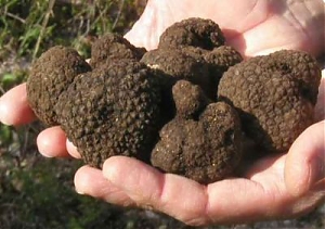 tartufo, rassegna, quadri