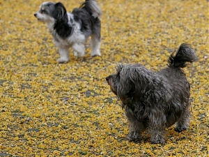 lanciano, cani, multe, cacca, deiezioni canine