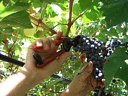 abruzzo, vendemmia