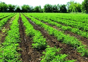 abruzzo, agricoltura, teramo, l'aquila, CIA, festa nazionale