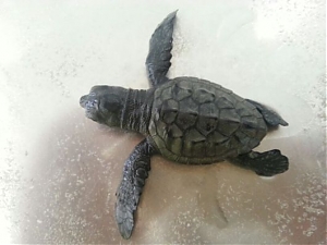 guardia costiera, tartaruga, fotonotizia, Roseto degli Abruzzi, caretta caretta