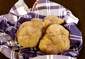 abruzzo, tartufo, ospite, pietralunga