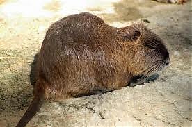 lanciano, forestale, nutria
