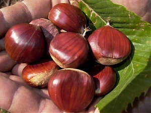 legnini, crognaleto, festa della castagna, senarica