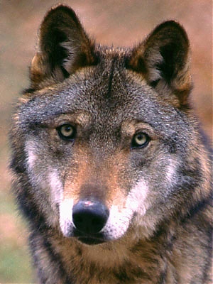 lupo, Caramanico Terme, International Wolf Congress