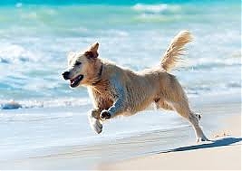 abruzzo, spiaggia, cani