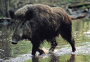 l'aquila, del corvo, cinghiale