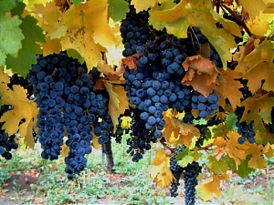 vendemmia, quantità