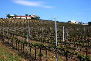 viticoltura