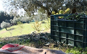 abruzzo, frantoio, olio di oliva, olio extravergine di oliva, mosca olearia, olio di sansa